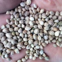 80斤/袋鳥食線麻子、鳥料火麻仁、油料火麻仁 花肥線麻子運費到付