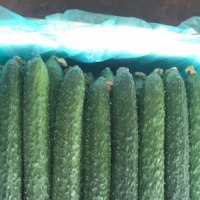 日銷40000斤黃瓜，求貨源