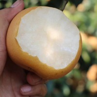 萊陽五龍河水秋月梨新鮮對(duì)肺好多汁皮薄很甜潤(rùn)潴河5斤裝萊陽大梨 2箱起批