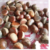 遷西栗子新鮮，生板栗新鮮，遷西板栗子