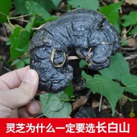 批發(fā)長白山深山黑靈芝 東北特產 整支靈芝500克/件 林芝切片一斤