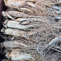 白參優(yōu)質大頂子低農藥殘留符合國家標準批發(fā)