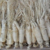 白參盒裝長白山低農殘批發(fā)大量