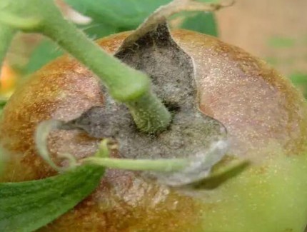 圣女果常見病害識別與防治