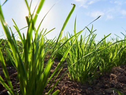 韭菜能和蔥一起種植嗎？教你科學種植方法