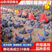 1.5斤汶上蘆花雞活苗 正宗白蘆花雞活苗脫溫雞苗 黑蘆花雞