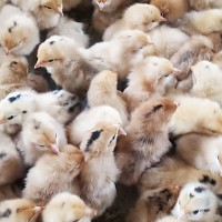 農村放養笨雞 小雞 批發一日齡土雞