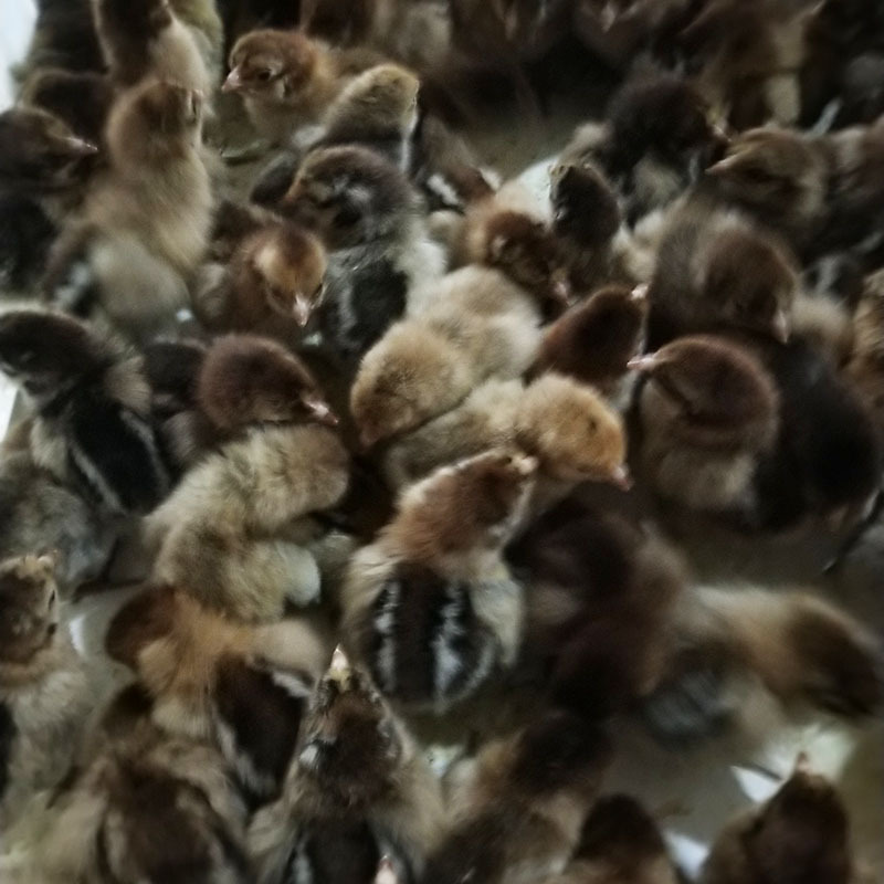 O1CN01aRho7S1J7nuuFbuTR_!!2217854640982-0-cib